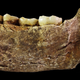 Illustration for article titled The Controversy over Homo Naledi Is Actually A Good Thing